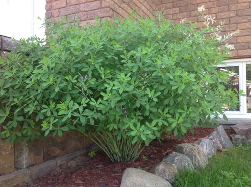  photo BlueIndigo1.jpg